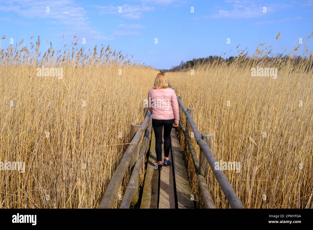 Reed Trail am Kaniera See. Wunderschöne Landschaft mit Holzsteg für Fußgänger. Frühling in Lettland. Eine Frau geht an einem hölzernen Touristenpa entlang Stockfoto