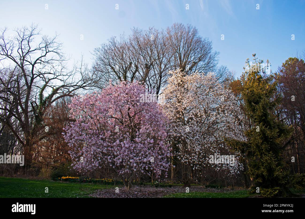 Der früh blühende Magnolienbaum zeigt die Ankunft des Frühlings in Deep Cut Gardens, Middletown, New Jersey -01 Stockfoto