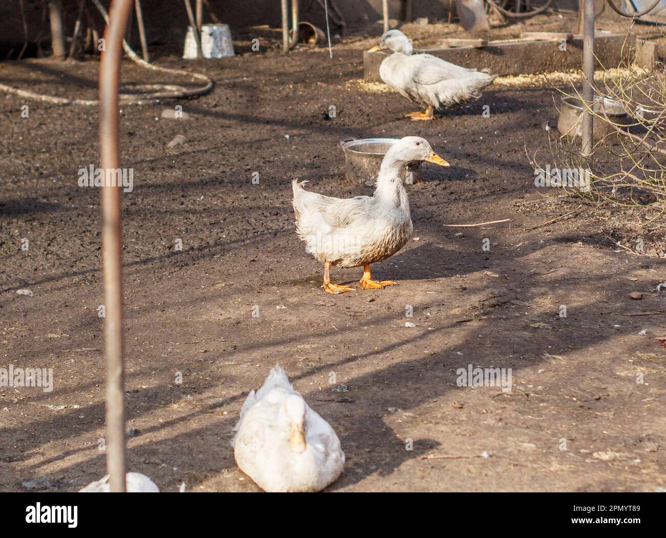 Eine Ente im Garten Stockfoto