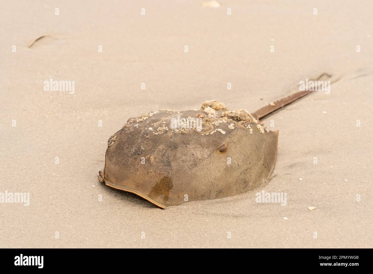 Nahaufnahme von Horseshoe (Limulidae) am New Jersey Beach. Stockfoto