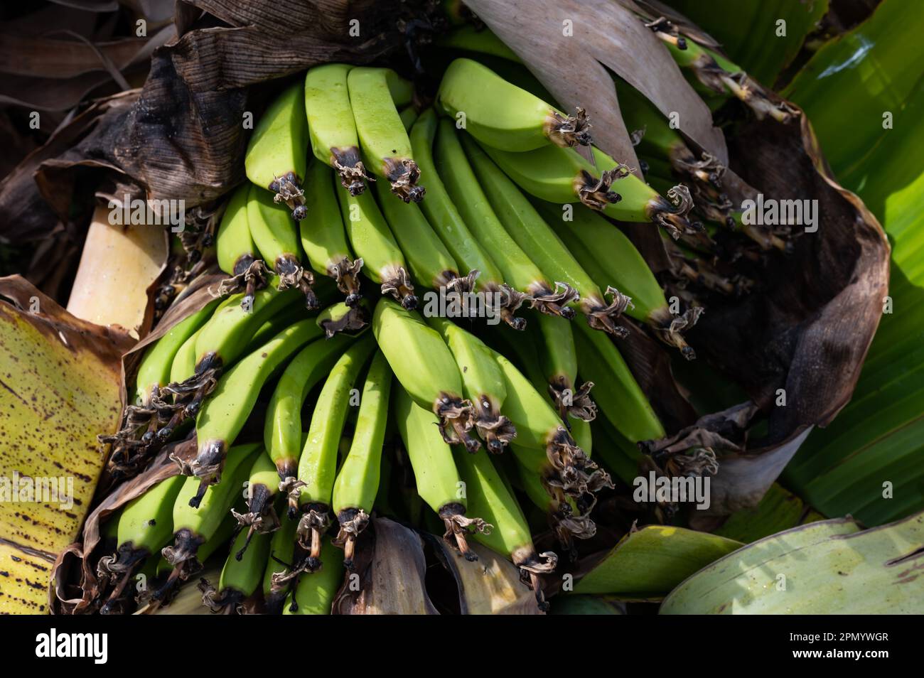 Wir züchten grüne Bananen, musa, auf einem Baum in Peyia, Zypern Stockfoto