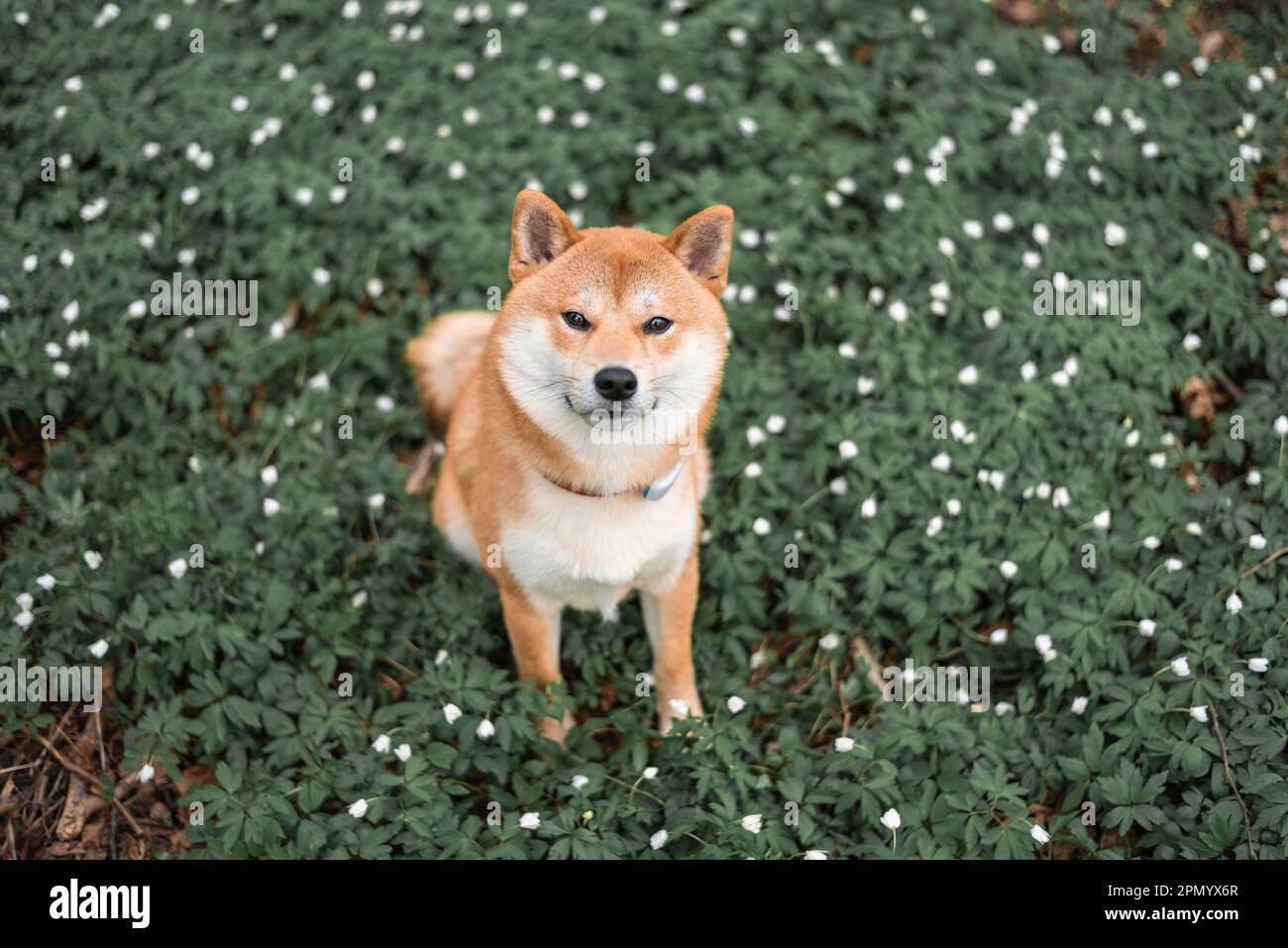 Der junge rote shiba inu-Hund sitzt auf dem Feld voller weißer Holz-Anemonen-Blumen. Blick von oben. Stockfoto