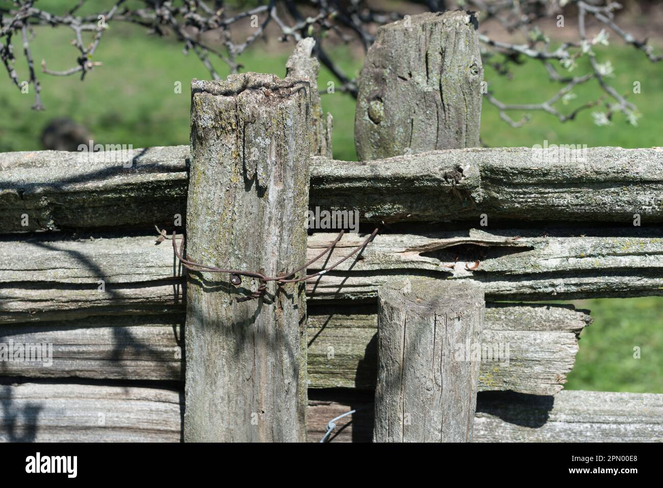 Detail eines alten Holzzauns mit geteilten Schienen im Frühling Stockfoto