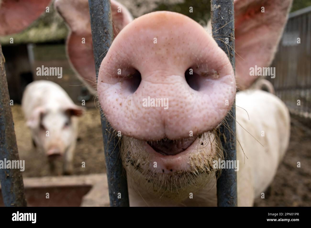 Das neugierige Schwein steckt seine Schnauze durch das Stahltor Stockfoto