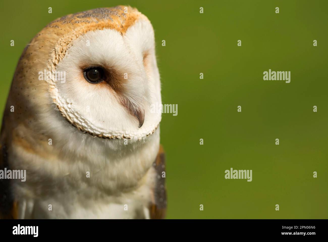 Scheuneneule, Scheuneneule (Tyto alba), Eulen, Tiere, Vögel, Scheuneneule ausgewachsen, Nahaufnahme von Head, Yorkshire, England, August (Captive) Stockfoto