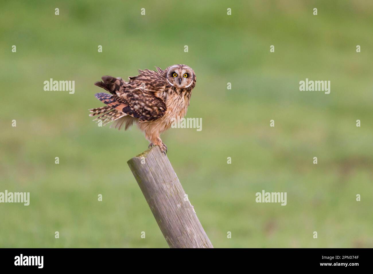 Kurzohr-Eule (ASIO flammeus), Erwachsener, nach dem Gießen den Körper schütteln, auf dem Pfosten stehend, Suffolk, England, Vereinigtes Königreich Stockfoto