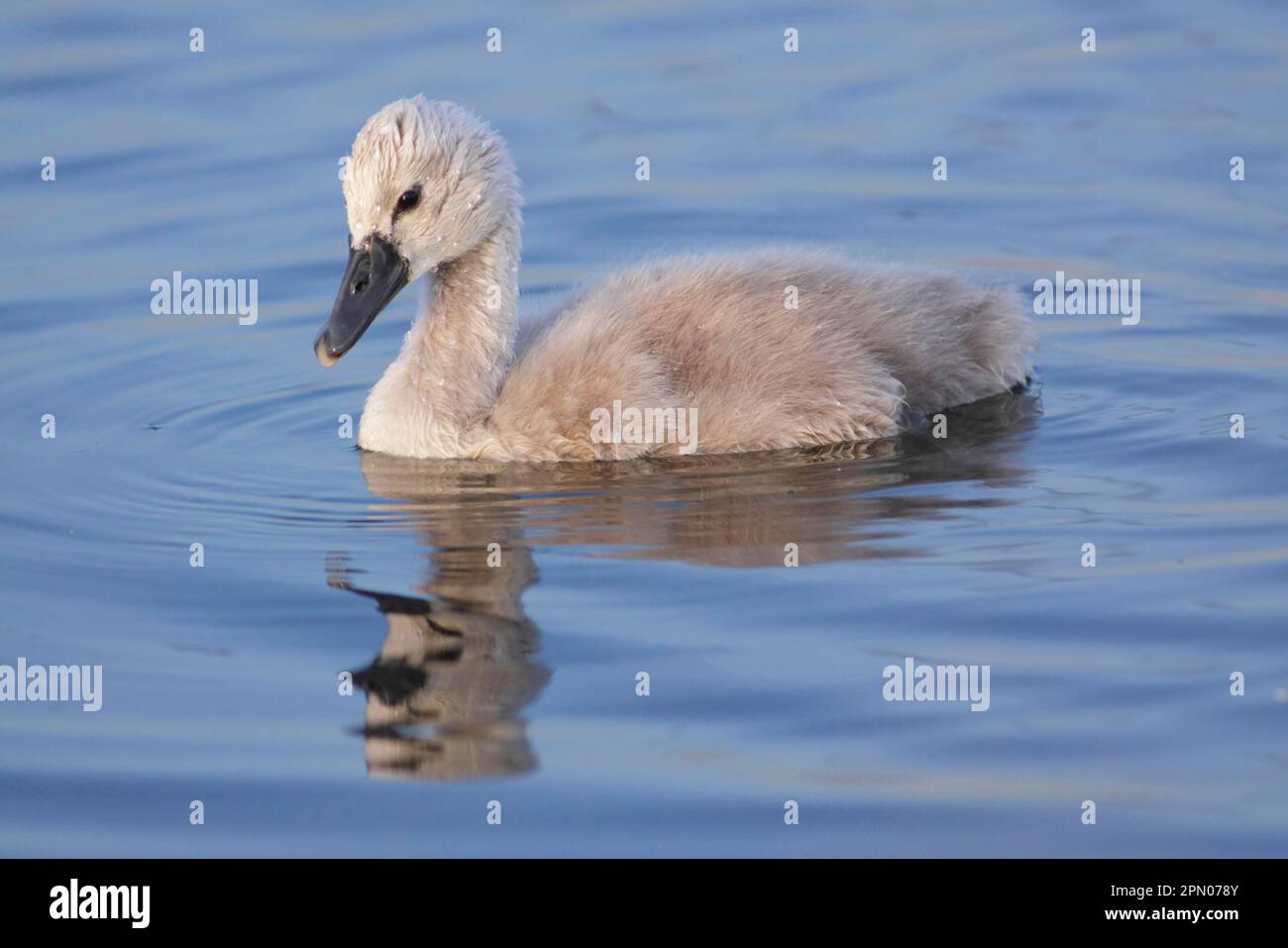 Mute Swan (Cygnus olor) Cygnet, Swimming, West Yorkshire, England, Vereinigtes Königreich Stockfoto