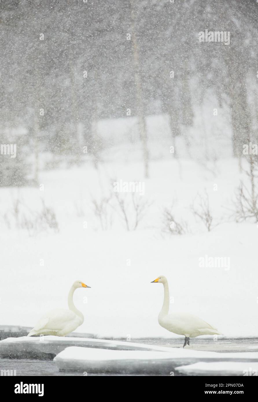 Keuchschwan (Cygnus cygnus), erwachsenes Paar, steht in einem eisigen Fluss bei starkem Schneefall, Nordfinnland Stockfoto