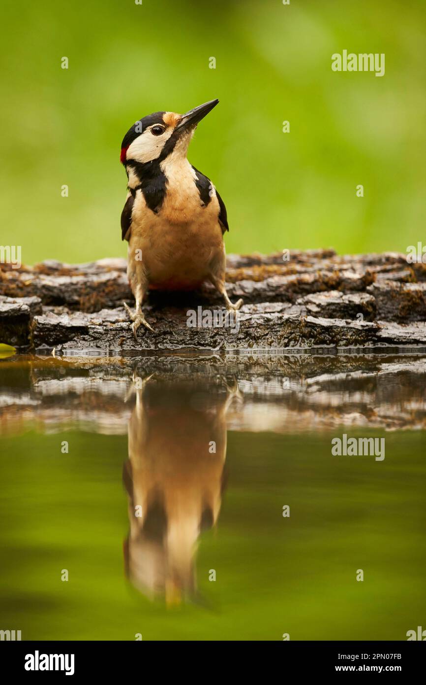 Großer Specht mit Flecken (Dendrocopos Major), männlicher Erwachsener, steht am Rand eines Waldbeckens mit Reflexion, Ungarn Stockfoto