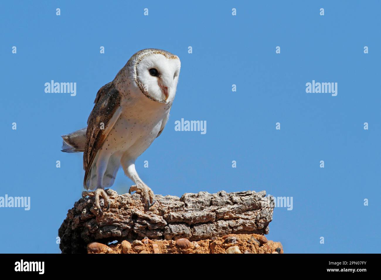 Australian Barn Owl (Tyto Delicatula), Erwachsener, tagsüber im Logbuch stehend, Uluru-Kata Tjuta N. P. Red Centre, Northern Territory, Australien Stockfoto