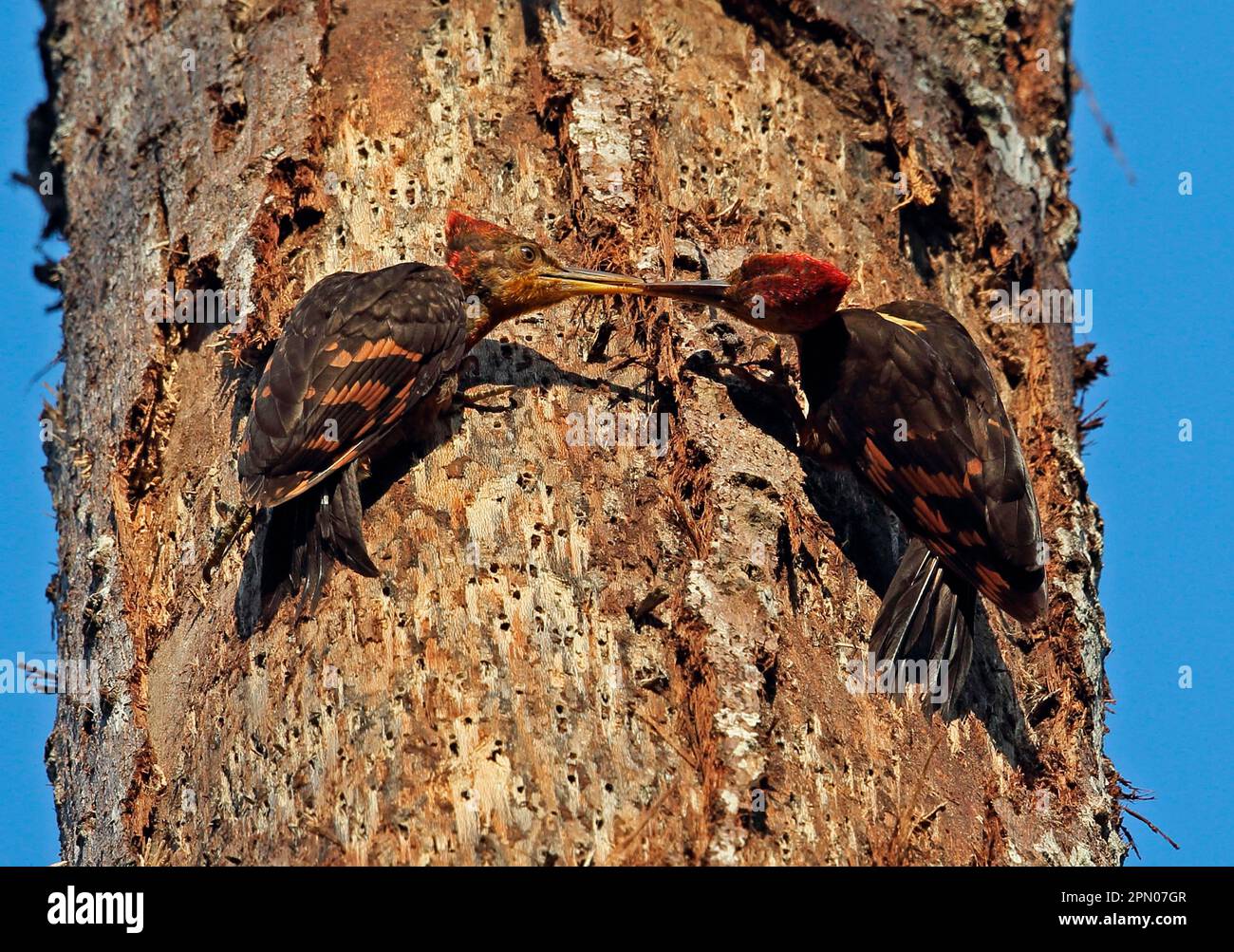 Specht mit Orangenrückenkragen (Reinwardtipicus validus xanthopygius), männliche Jugendliche, die sich an Baumstämmen Klammern, Taman Negara N. P. Titiwangsa Mountains Stockfoto