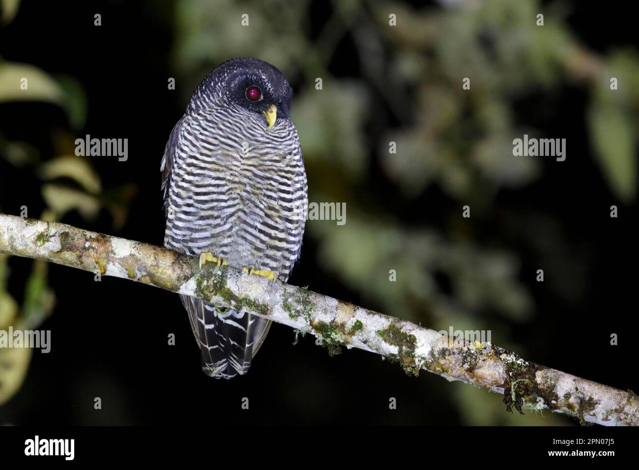 Eule San Isidro (Strix-Spez.) „Mystery Owl“ möglicherweise neue Arten oder Schwarz-Weiß-Eule (Strix nigrolineata) x Schwarz-Band-Eule (Strix huhula) Hybrid Stockfoto