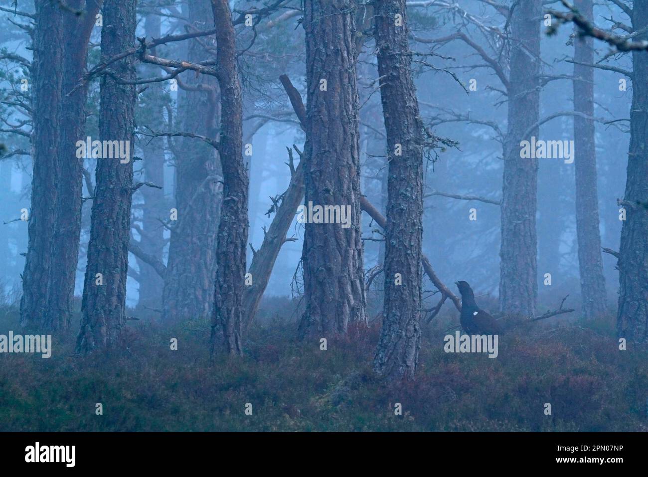 Westlicher Capercaillie (Tetrao urogallus), männlich, im nebligen Caledonian Pinian Forest Habitat, Rothiemurchus Forest, Strathspey, Cairngorms N. Stockfoto