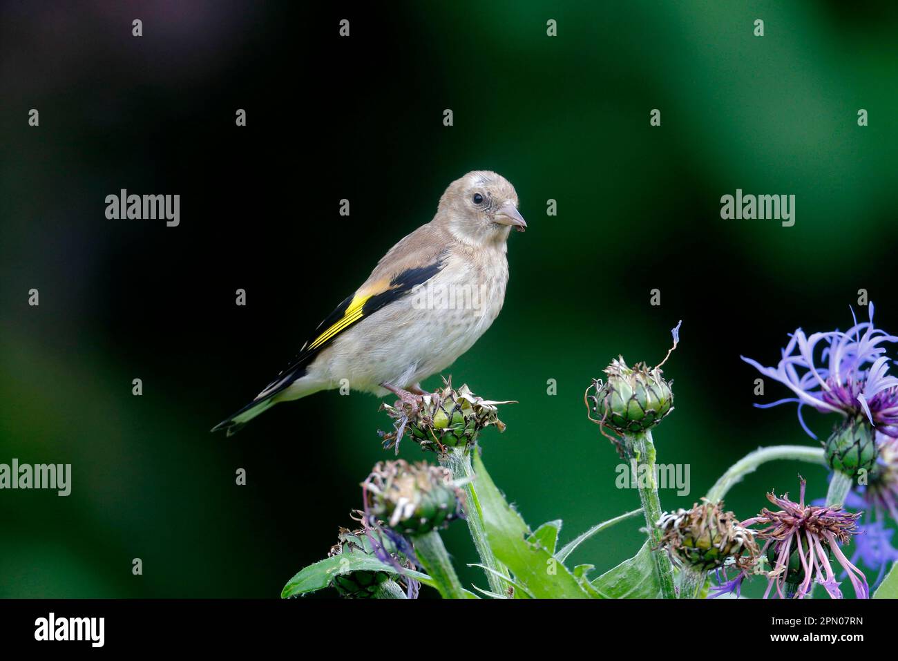 Europäischer Goldfink (Carduelis carduelis), Jungfische, die sich im Garten von Maisblumenkernen ernähren, Warwickshire, England, Vereinigtes Königreich Stockfoto