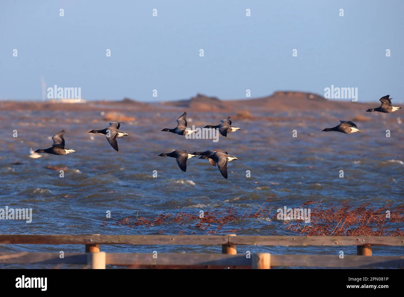 Brent Gans (Branta bernicla bernicla), dunkelbäugige Form, Herde, im Flug über überflutetes Küstenmarschland nach der Flutwelle, Cley-next-the-Sea Stockfoto