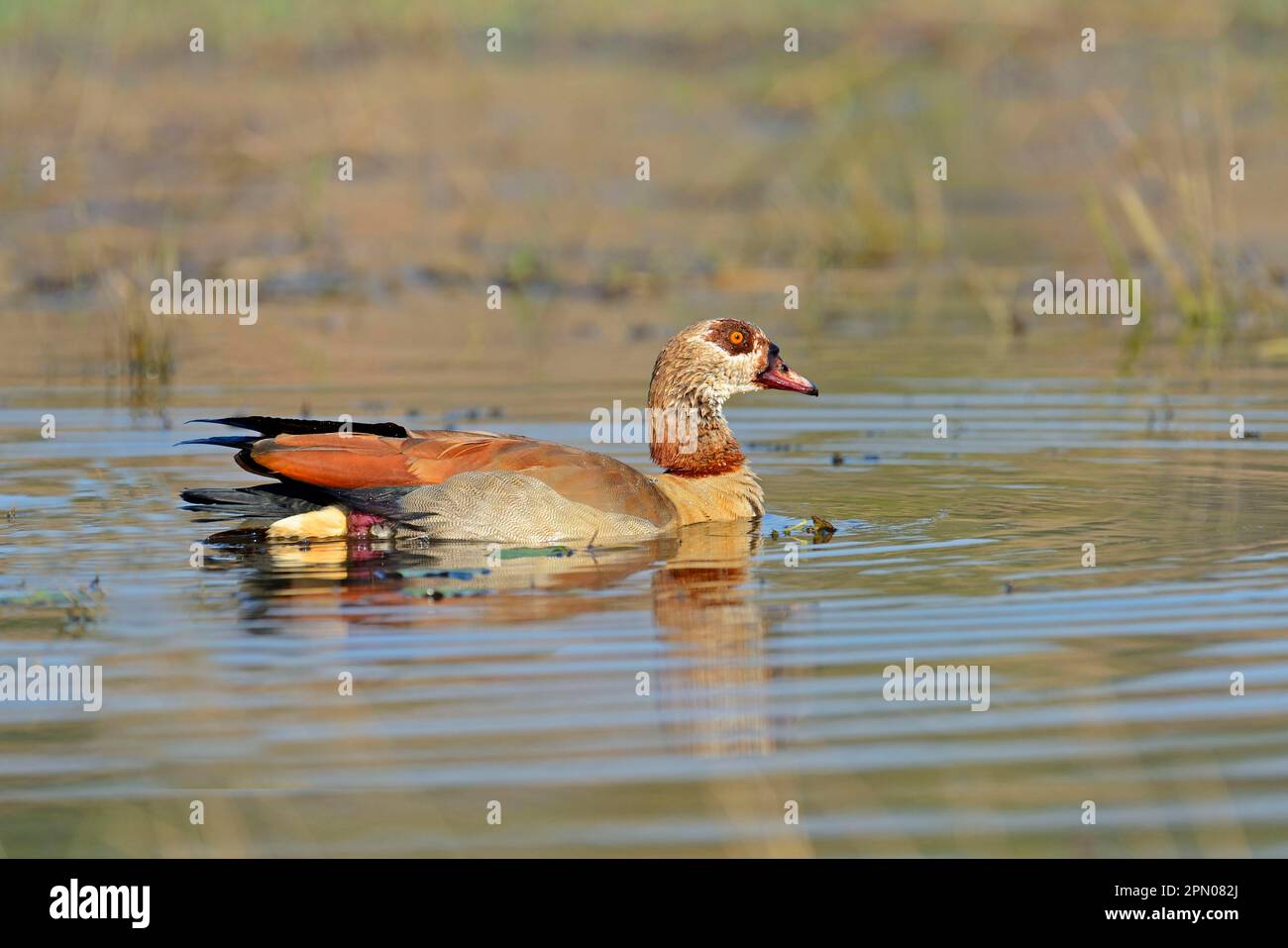 Ägyptische gans (Alopochen aegyptiacus), Erwachsener, Baden im Fluss, Chobe, Chobe N. P. Botswana Stockfoto