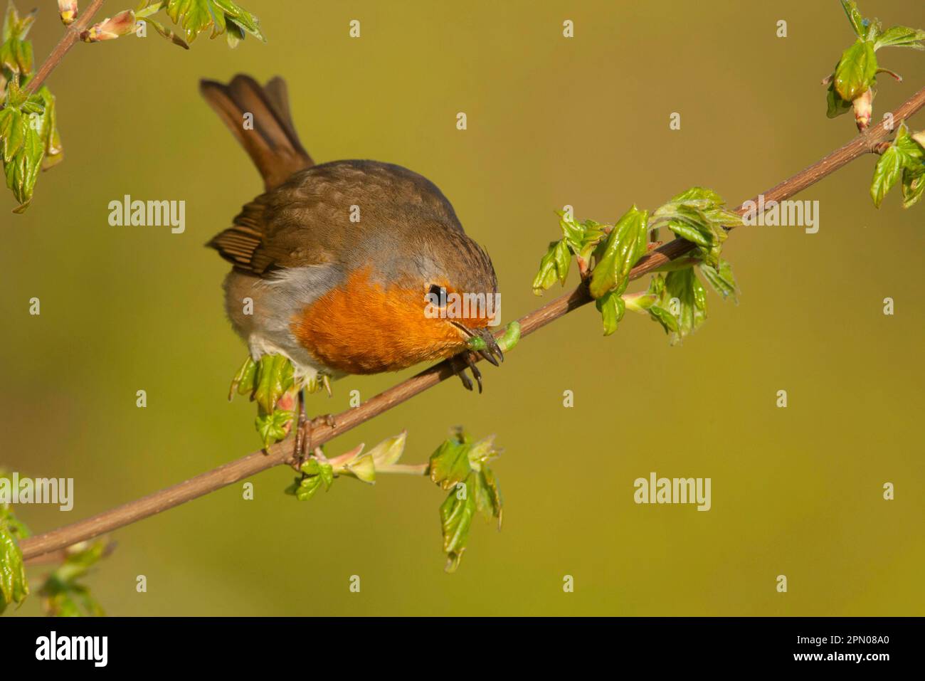 Europäischer Rotkehlchen (Erithacus rubecula), ausgewachsen, mit Raupenbeutler im Schnabel, sitzt auf einem Zweig, Norfolk, England, Vereinigtes Königreich Stockfoto