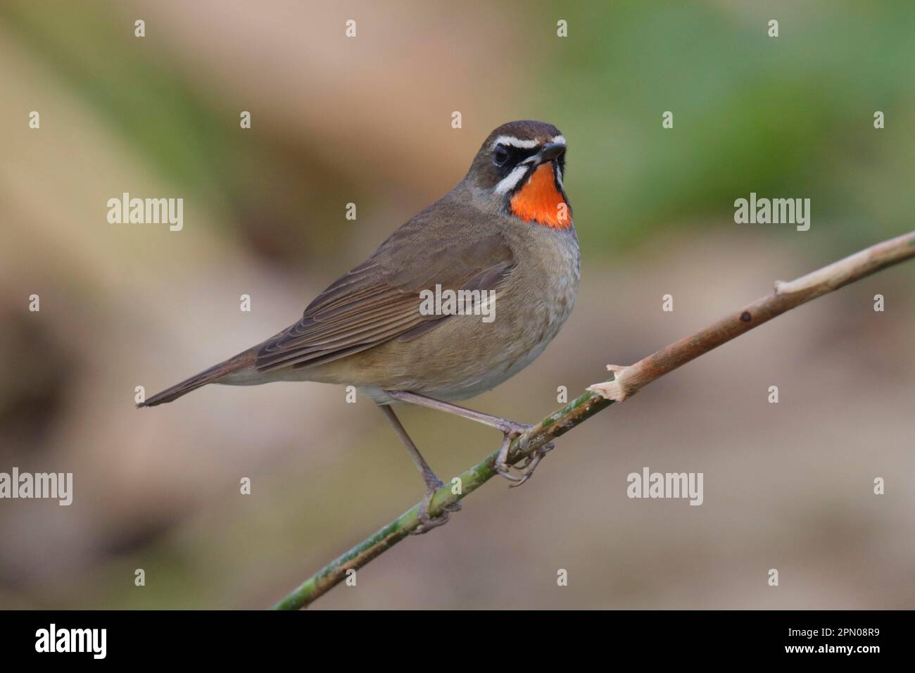 Sibirianer Rubythroat (Luscinia calliope) männlich, männlich, hoch oben auf dem Stamm, Long Valley, New Territories, Hongkong, China Stockfoto