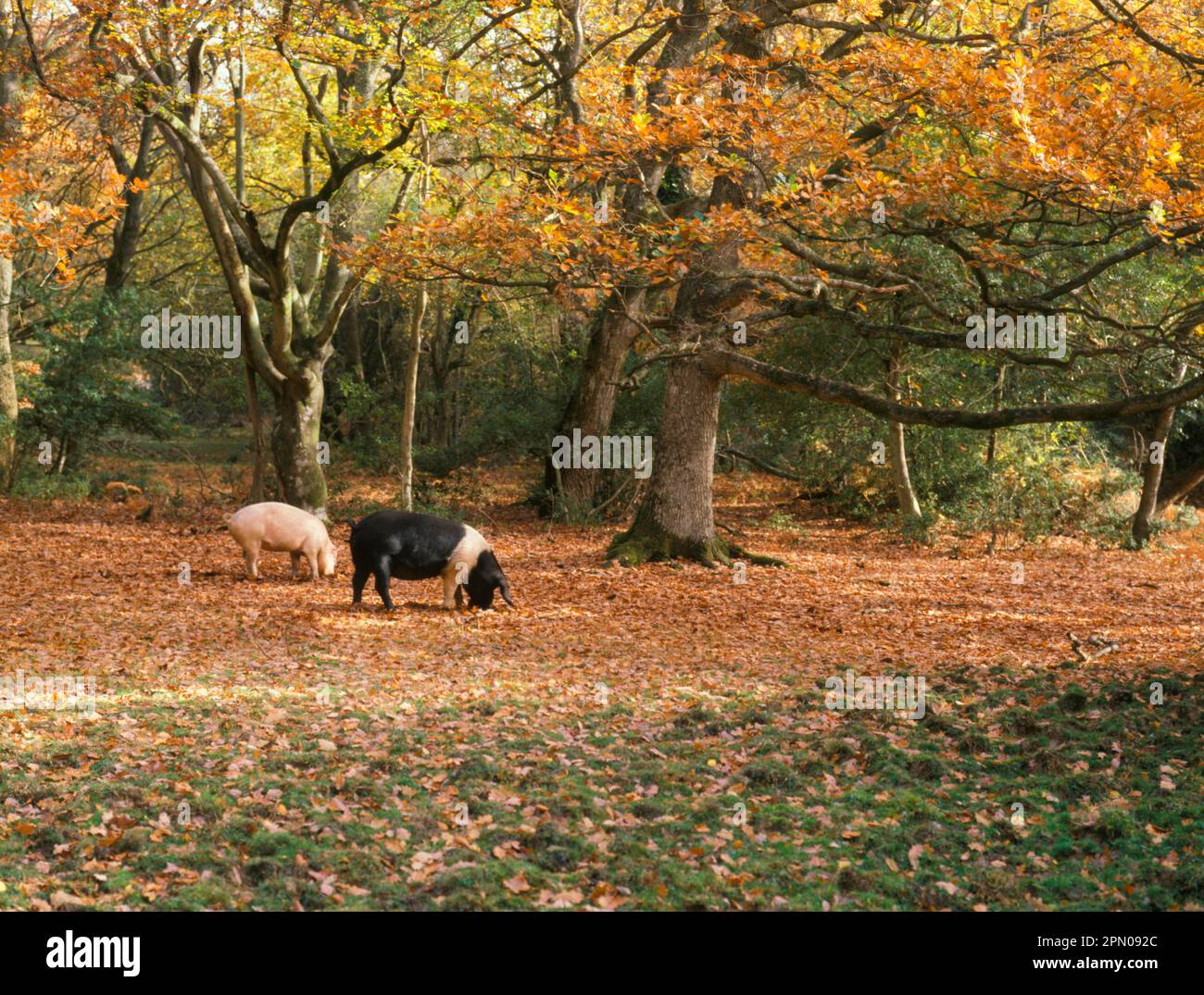 Hausschweine, zwei Sauen, die sich von Eicheln ernähren, Pannenfutter im Wald, New Forest, Hampshire, England, Herbst Stockfoto