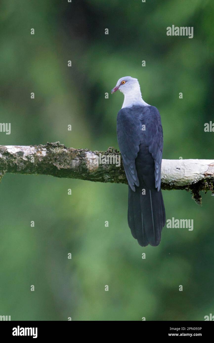 Rattenkuckucketaube (Reinwardtoena browni), männlich, hoch oben auf einem Ast, Lelet Plateau, New Ireland, Bismarck Archipel, Papua-Neuguinea Stockfoto Rattenkuckucketaube (Reinwardtoena browni), männlich, hoch oben auf einem Ast, Lelet Plateau, New Ireland, Bismarck Archipel, Papua-Neuguinea Stockfoto