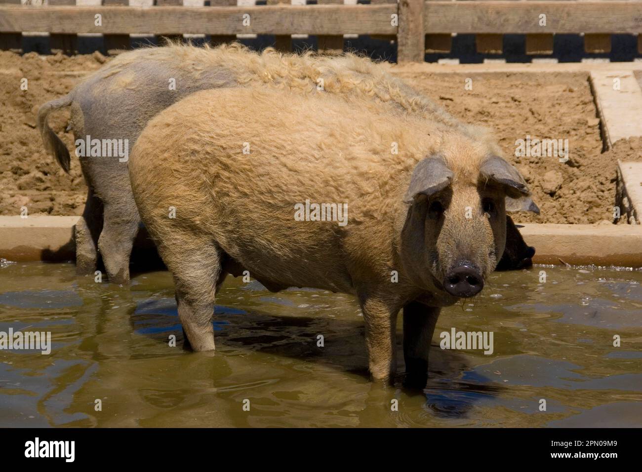 Blondes Mangalica Woolly Pig Stockfoto