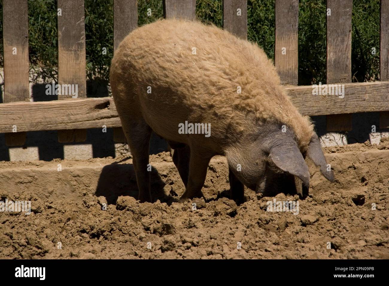 Blondes Mangalica Woolly Pig Stockfoto