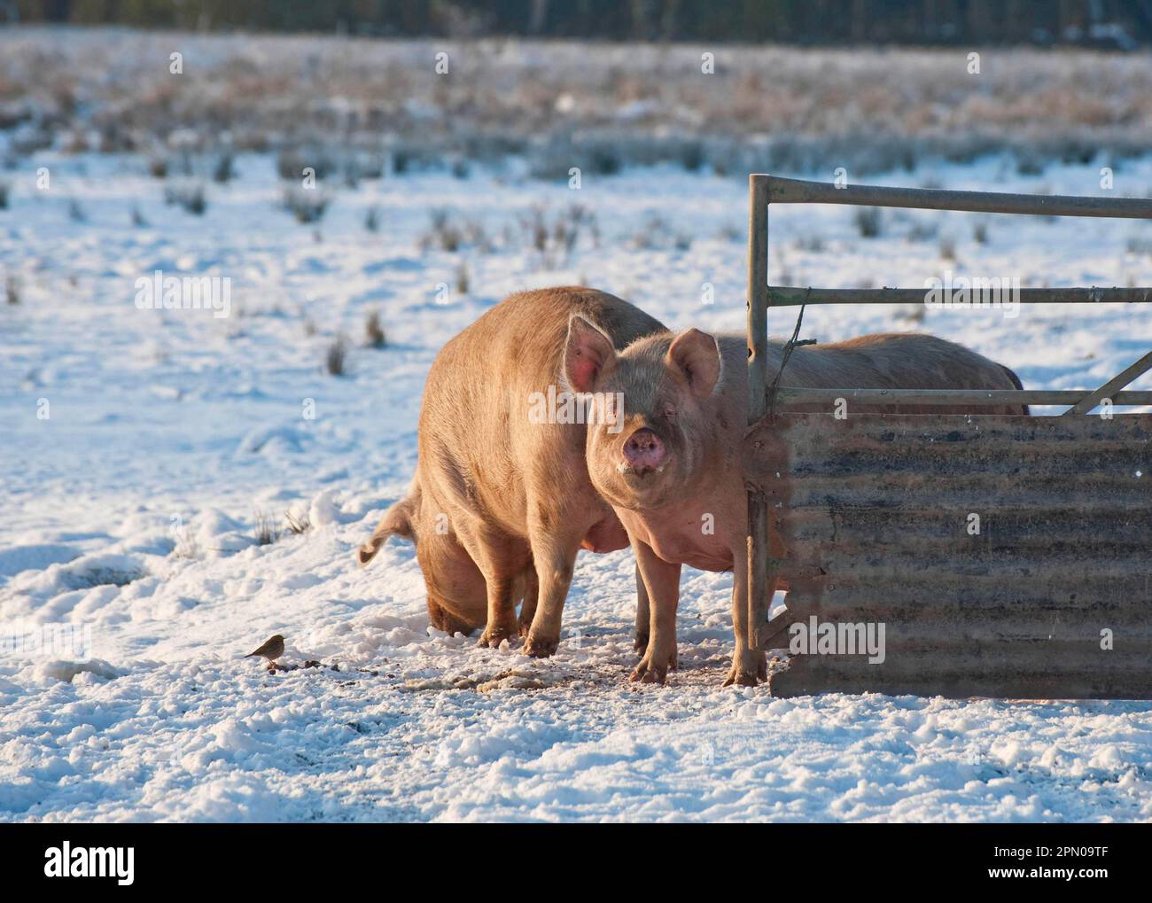 Schweinefarm, Freilandschweine, die im Schnee neben dem Tor stehen, Chelford, Cheshire, England, Winter Stockfoto