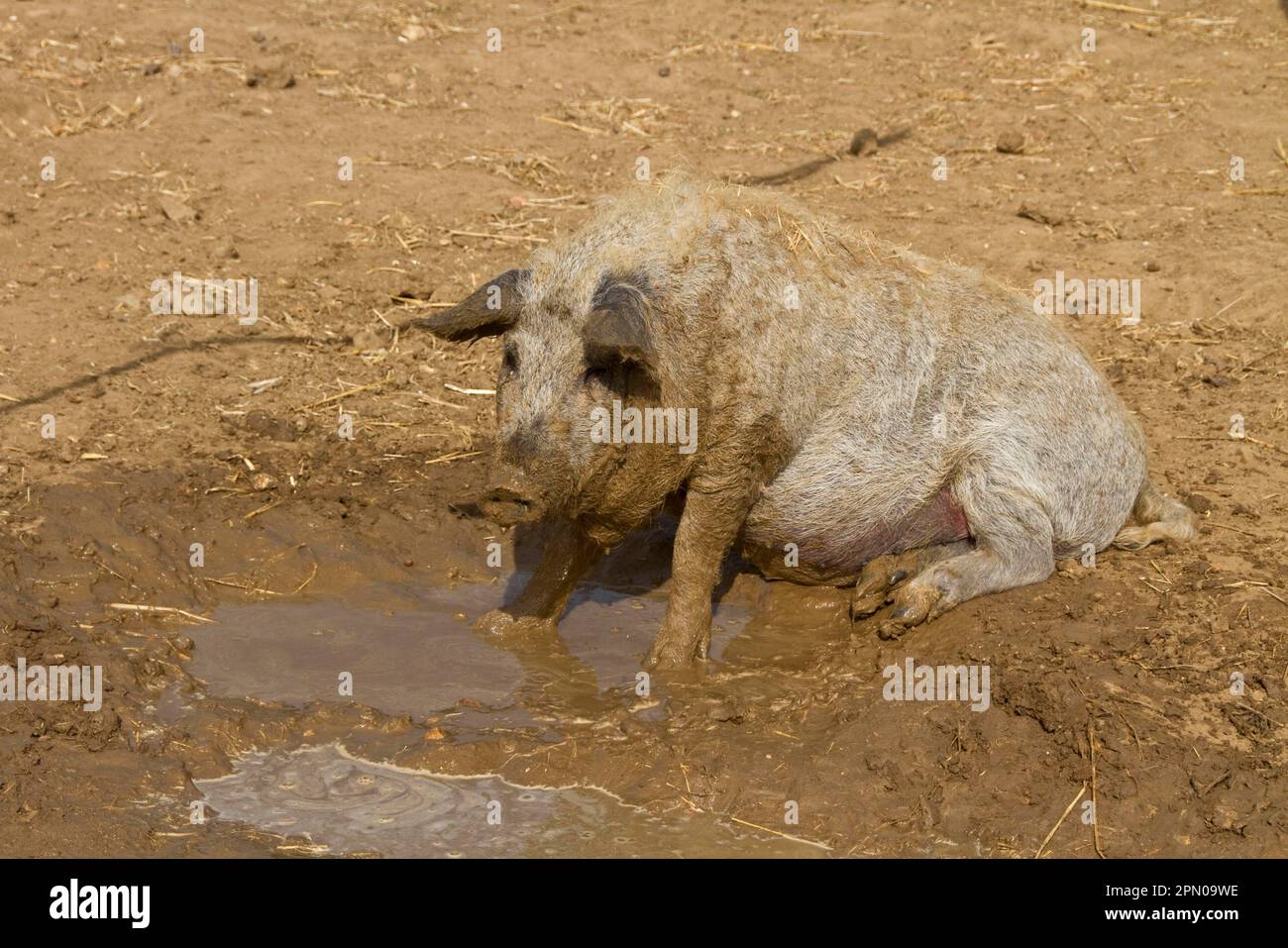 Mangalitsa-Schwein schwimmt im Schlamm Stockfoto