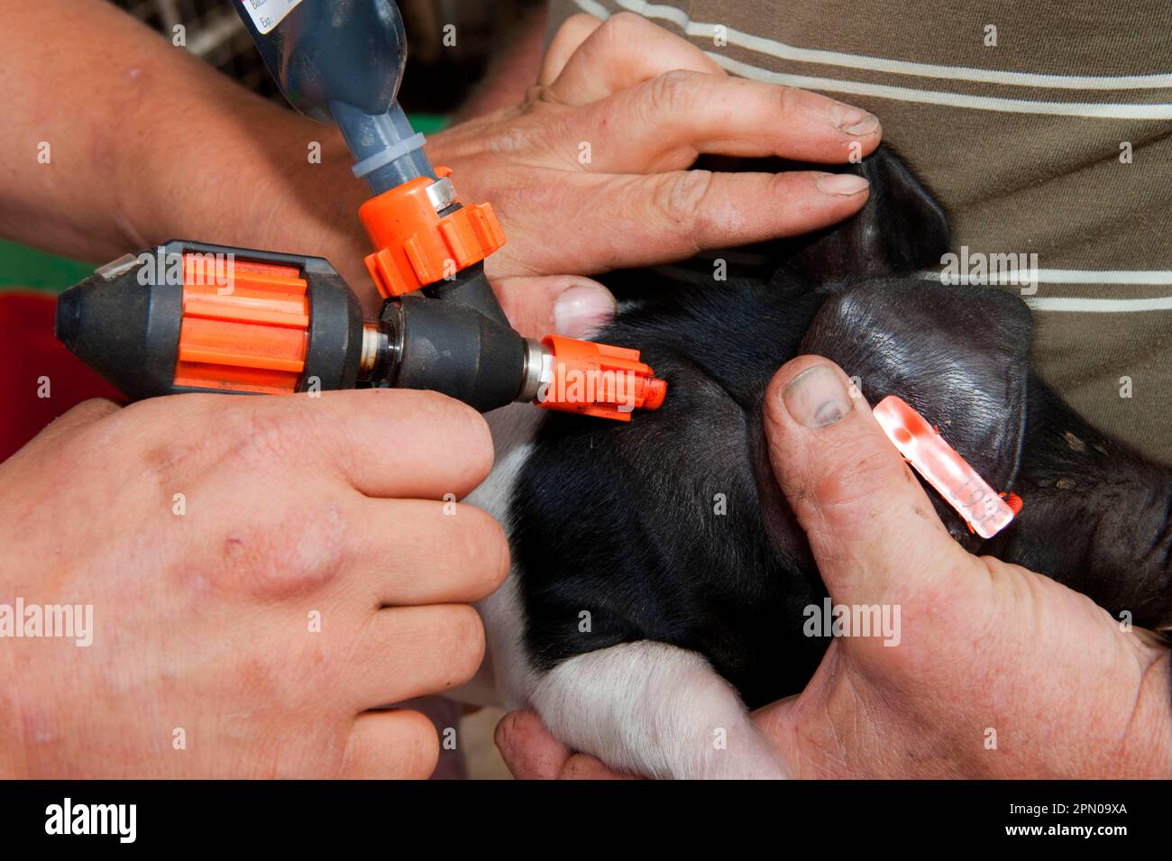 Schweinezucht, Britisches Saddleback-Ferkel, dem Eisen-Ergänzungsmittel zur Wachstumsförderung injiziert wurde, Cumbria, England, Vereinigtes Königreich Stockfoto