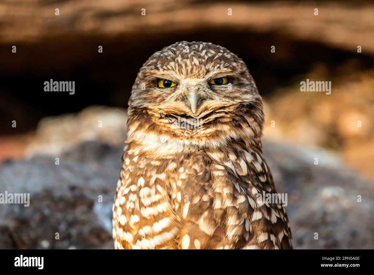 Eine geborgende Eule Stockfoto