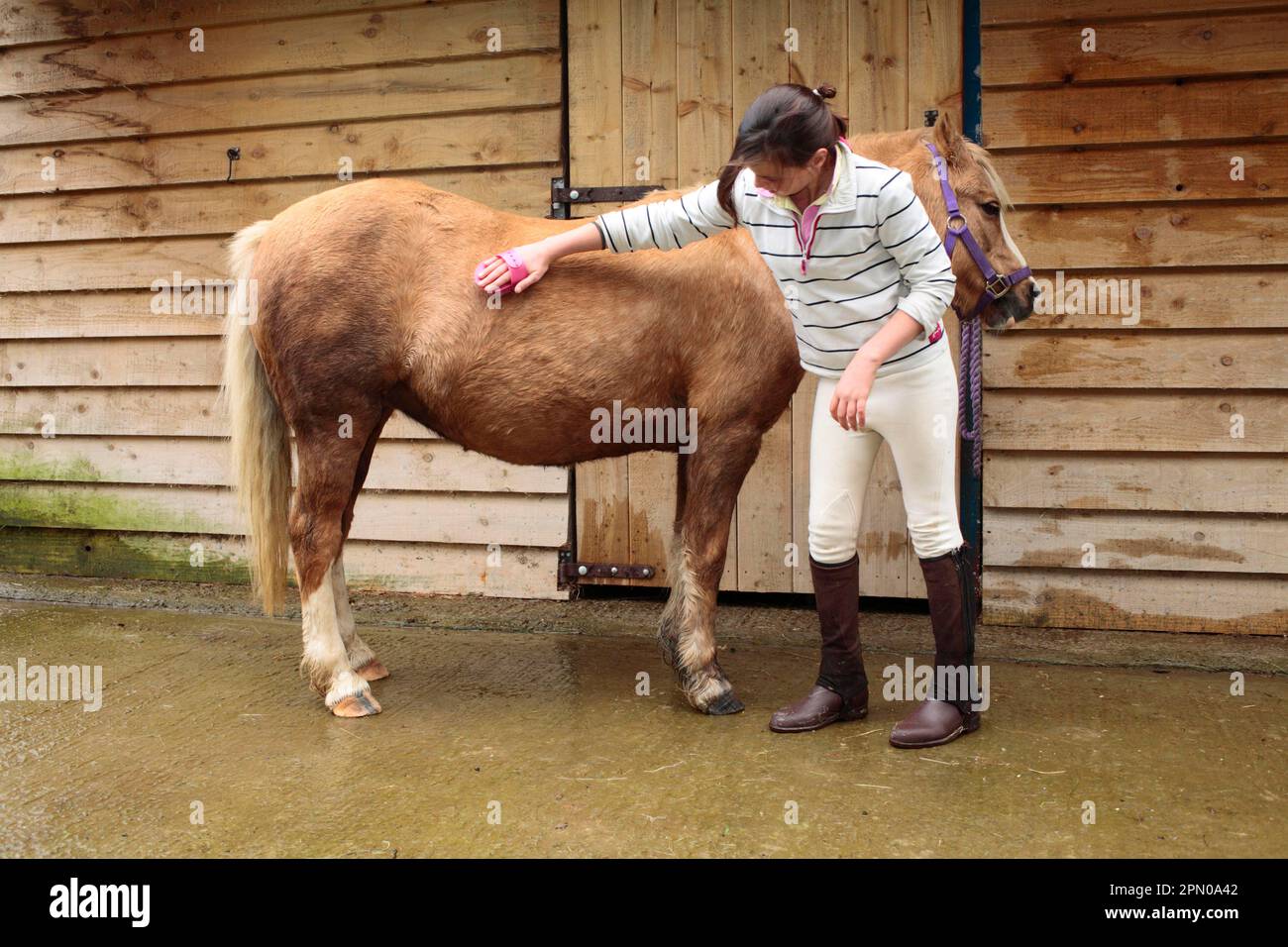 Walisisches Pony, mit Mädchenbesitzer-Mantel, Stallungen im Freien, Powys, Wales, Großbritannien Stockfoto