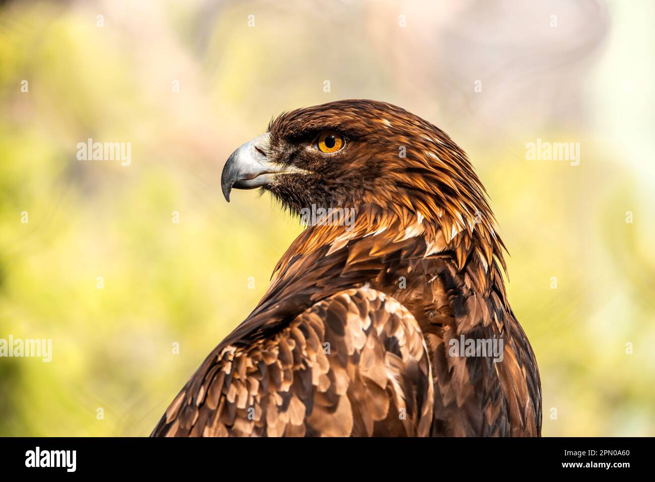 Ein Amerikanisches Adlerporträt Stockfoto