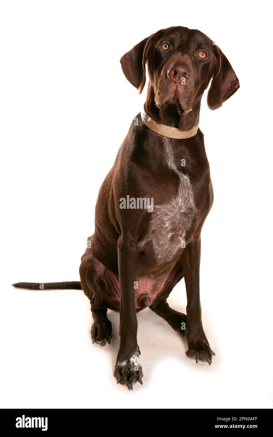 Haushund, deutscher Shorthaired Pointer, männlicher Erwachsener, sitzend Stockfoto