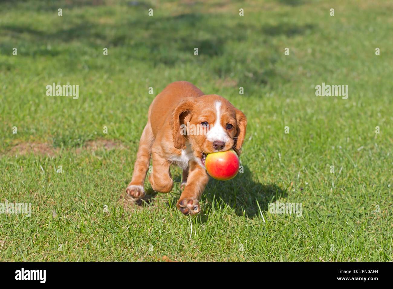 Haushund, englischer Cocker Spaniel, Hündchen, läuft mit Apfel im Mund, spielt auf dem Rasen, Norfolk, England, Großbritannien Stockfoto