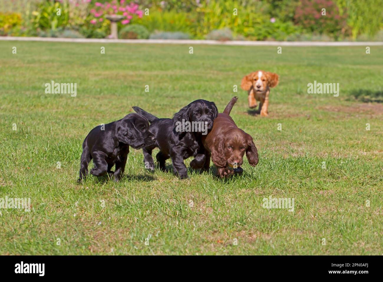 Haushund, englischer Cocker Spaniel, vier Welpen, verschiedene Mantelfarben, auf dem Rasen spielen, Norfolk, England, Vereinigtes Königreich Stockfoto