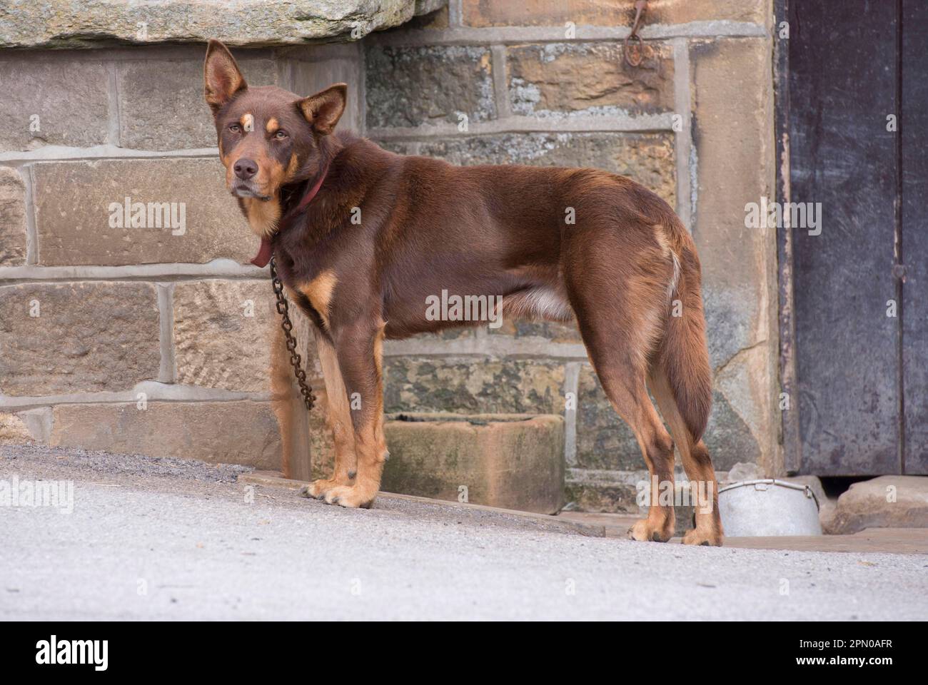 Haushund, arbeitender Kelpie, Erwachsener, Schäferhund im Hof angekettet, Holmfirth, West Yorkshire, England, Großbritannien Stockfoto