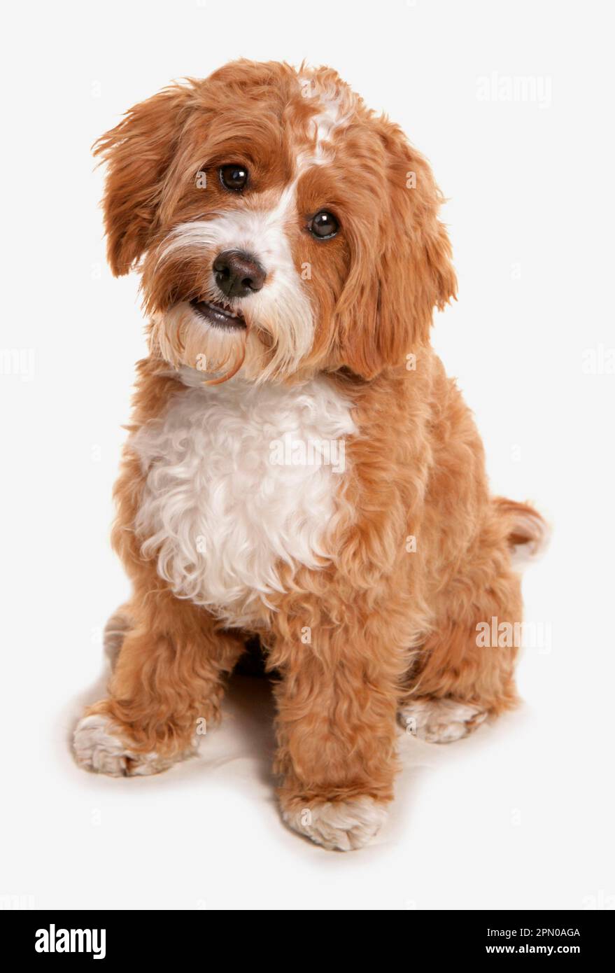 Haushund, Cavapoo (Cavalier König Charles Spaniel x Poodle), reif, sitzend Stockfoto