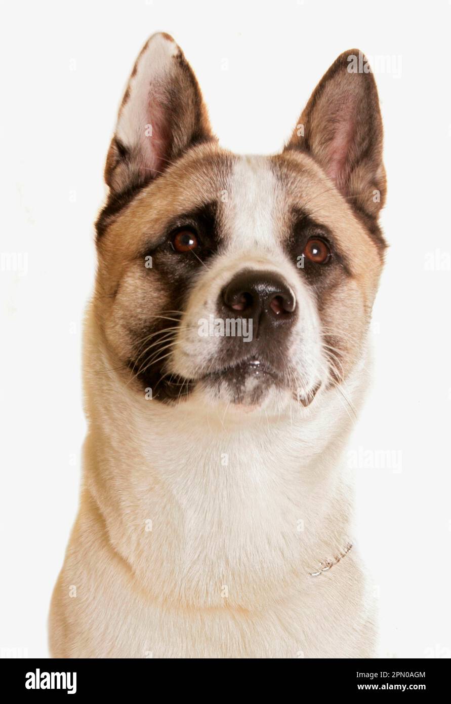 Haushund, Akita Inu, Erwachsener, Nahaufnahme des Kopfes Stockfoto