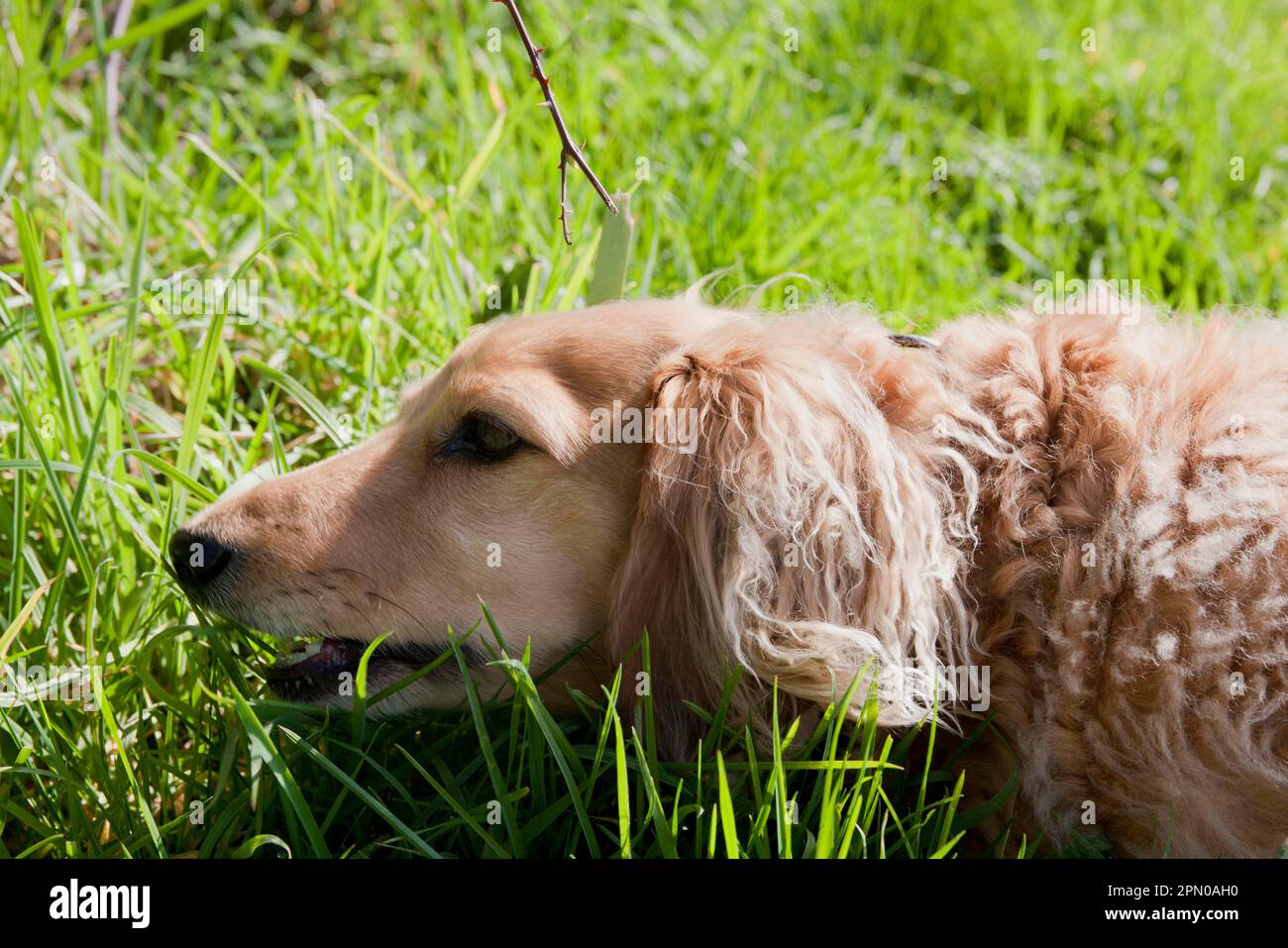 Haushund, langhaariger Miniatur-Dackel, Erwachsener, Nahaufnahme des Kopfes, grazer, England, Vereinigtes Königreich Stockfoto