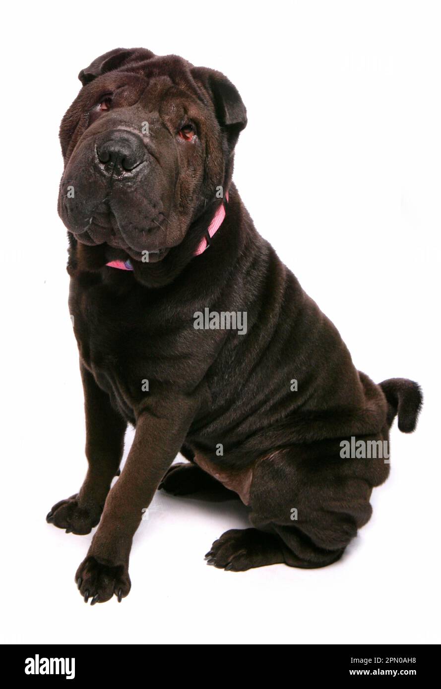 Häuslicher Hund, Shar-Pei, reif, sitzend Stockfoto