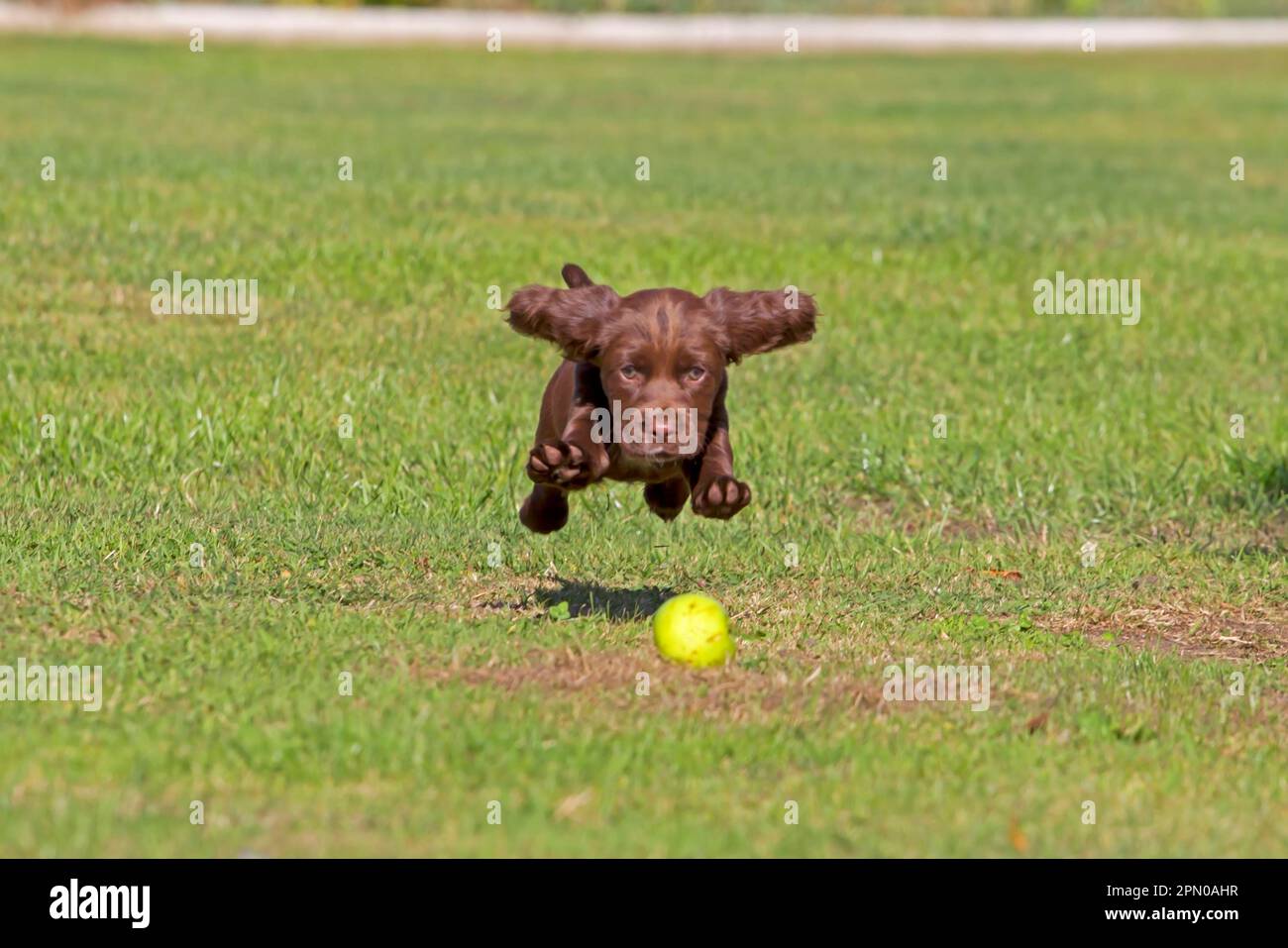 Haushund, englischer Cocker Spaniel, Hündchen, hüpfen auf Apfel, spielen auf Rasen, Norfolk, England, Vereinigtes Königreich Stockfoto