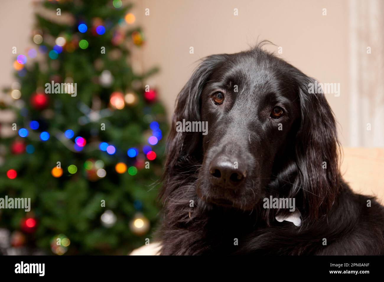 Haushund, flacher Retriever, Erwachsener, Nahaufnahme des Kopfes, im Raum mit Weihnachtsbaum, England, Großbritannien Stockfoto