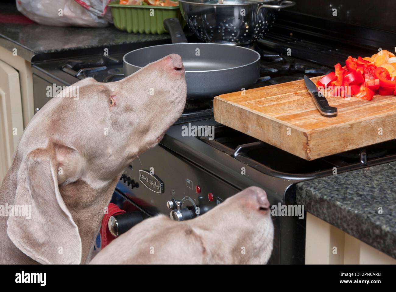 Haushund, Weimaraner, kurzhaarige Sorte, zwei Erwachsene, Nahaufnahme der Köpfe, Ich schaue mir Lebensmittel auf dem Herd in der Küche an, England, Großbritannien Stockfoto