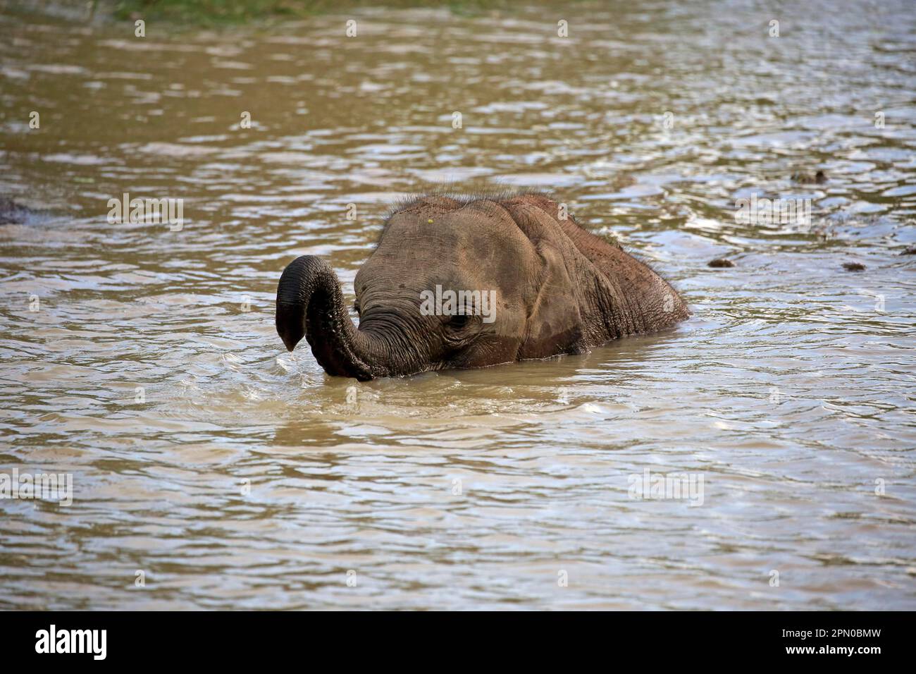 Asiatischer sri-lankischer Elefant (Elephas maximus maximus), junge Überquerung des Wassers, Yala-Nationalpark, Sri Lanka Stockfoto