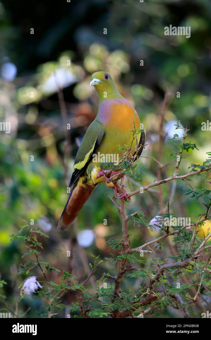 Grüne Taube mit Schwanzflosse, Erwachsenenbarsch, Udawalawe-Nationalpark (Treron bicincta leggei), Sri Lanka Stockfoto