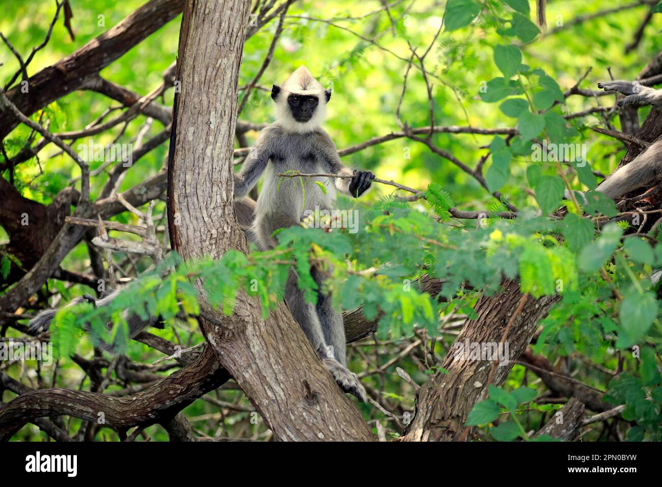 Südlicher Hanuman-Langur, Unterreiter auf dem Baum, halberwachsener Jugendlicher, Yala tufted Grey langur (Semnopithecus priam), Sri Lanka Stockfoto