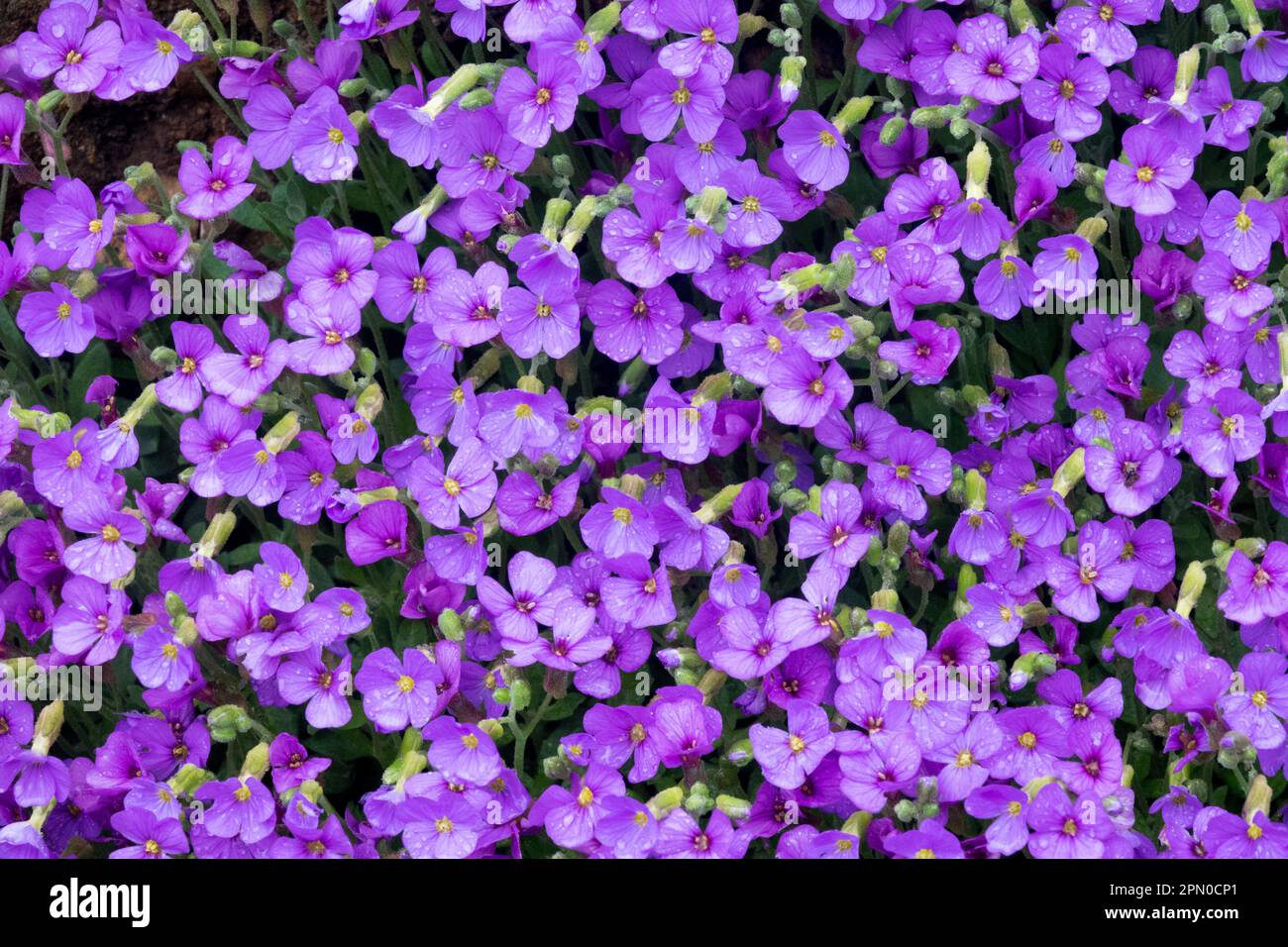 Alpin, Aubrietas, April, Aubrieta, Blumen, Rock Cress Blue Stockfoto