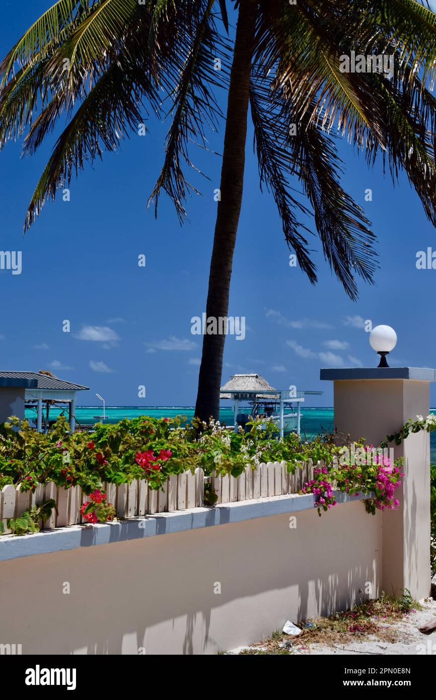 Eine perfekte Aussicht an einem perfekten Tag am Strand mit türkisfarbenem Wasser, Bougainvillea und einer Palme in San Pedro, Ambergris Caye, Belize. Stockfoto
