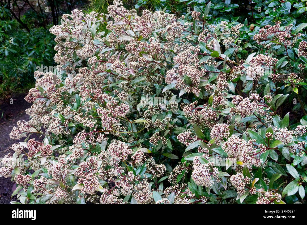 Schatten, Garten, Evergreen, Shrub, japanische Skimmia japonica „Rubella“ Stockfoto