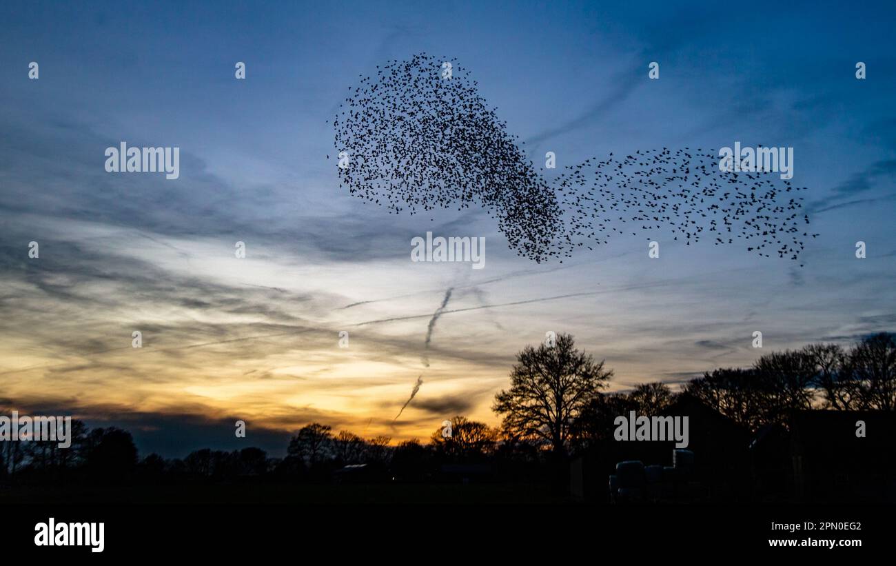 Ein Vogelschwarm, der in Formation vor einem wunderschönen blauen Himmel fliegt Stockfoto